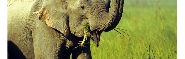 1. Madhuri, an Indian elephant, swings a monitor lizard around by its tail. The unlucky creature had been swept off the ground and was carried around for a number of days by the elephant. With its tail firmly clamped in the animal's trunk the lizard was swung around and occasionally put back on the ground. The scene was captured by Jagdeep Rajput during a trip to Corbett National Park in India