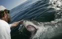 1.	Shark Whisperer' Andre Hartman tickles the snout of a Great White Shark, to induce it to lift its snout out of the water and open its mouth, near Dyer Island, off Gansbaai, South Africa