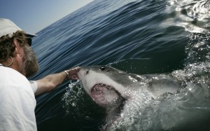 1.	Shark Whisperer' Andre Hartman tickles the snout of a Great White Shark, to induce it to lift its snout out of the water and open its mouth, near Dyer Island, off Gansbaai, South Africa