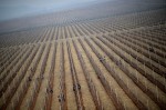 1.	North Korean workers are seen working in an apple farm near Pyongyang on April 10, 2012. North Korea is counting down to the 100th anniversary of its founder's birth Kim Il-Sung on April 15 with top-level meetings and a controversial rocket launch scheduled in coming days to bolster his grandson's credentials.